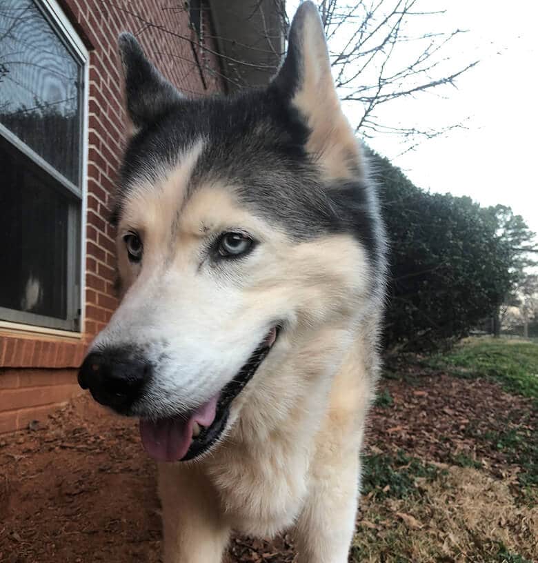 A beloved husky dog proudly standing in front of a charming house, radiating love.