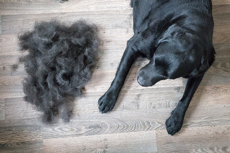 best way to stop shedding dog