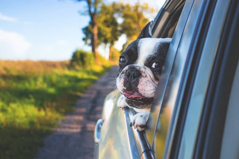 A dog looking out the window of a car.