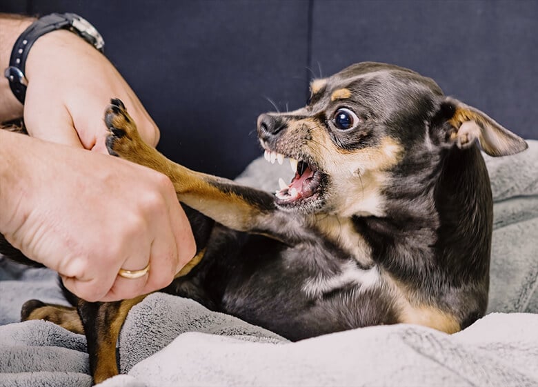 Why Do 'Friendly' Dogs Bite?