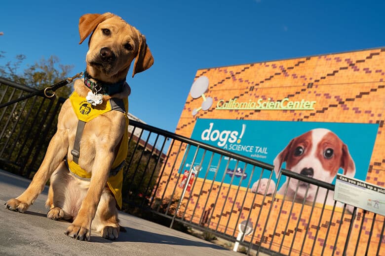 Special Exhibit Show the Bond We Share With Our Dogs