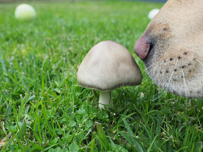 Should Your Dog Eat Mushrooms? Here Are the Health Benefits of the Fungi.