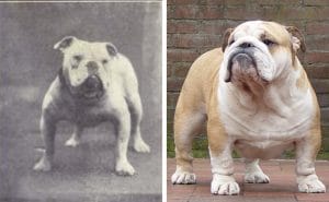 A picture of a bulldog showcasing its pedigree breeding.