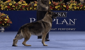 A pedigree German Shepherd standing on a blue carpet.