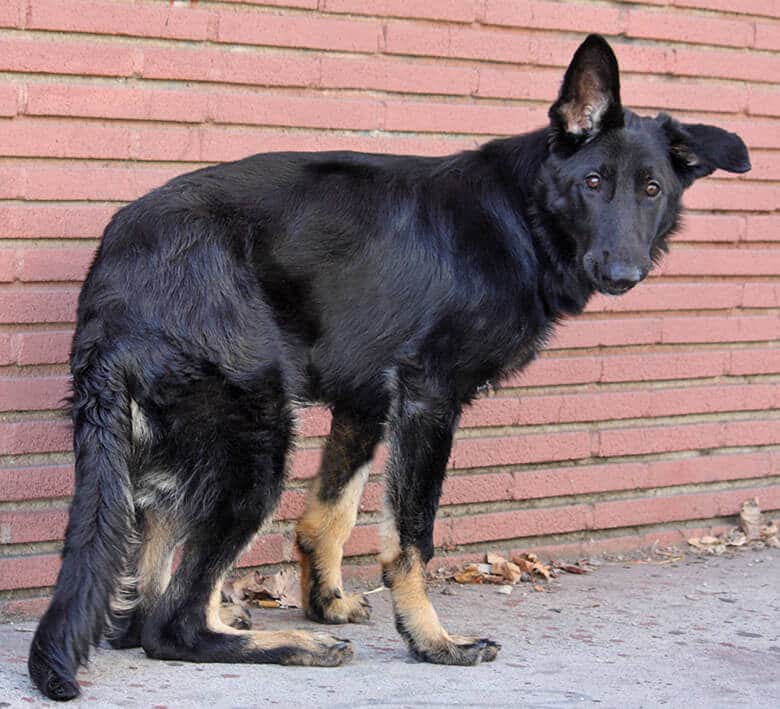 pedigree dog food for german shepherd