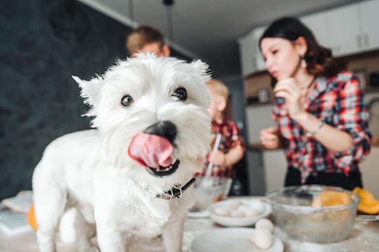 A white dog with its tongue out enjoying home-cooked dog food in the kitchen.