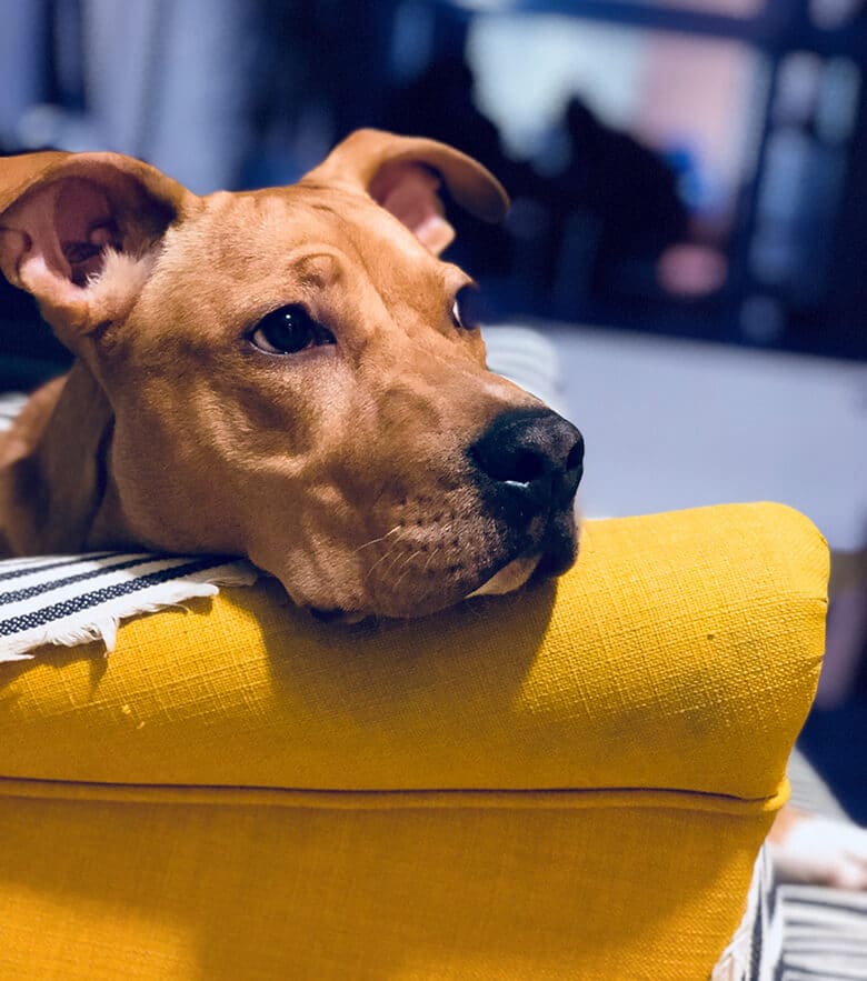 A brown dog peacefully resting on the back of a yellow couch.