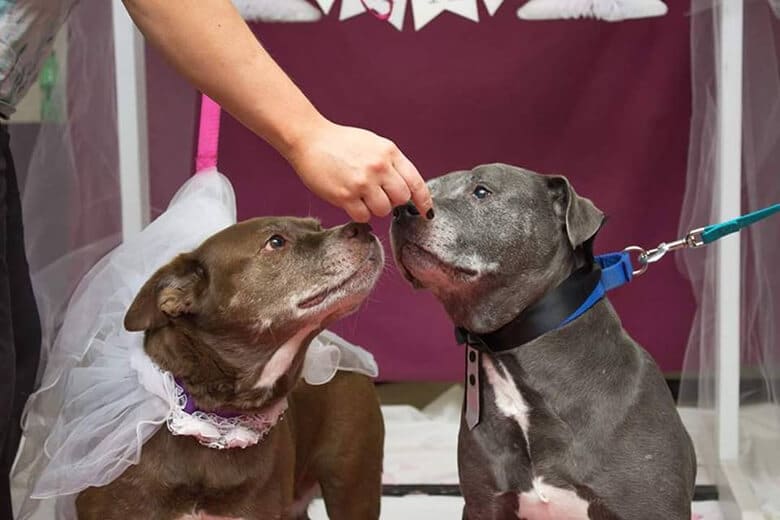 To Ensure Bonded Pair Will Not Be Separated, Shelter Marries Senior Dogs