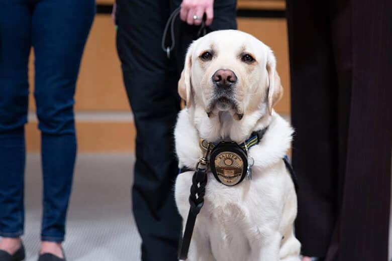 A therapy dog is standing in front of a group of children.