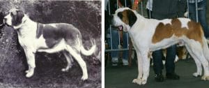 St. Bernard's - the best in show pedigree breeding with a legacy of excellence and care for our dogs, ensuring that they are never hurt in the process.