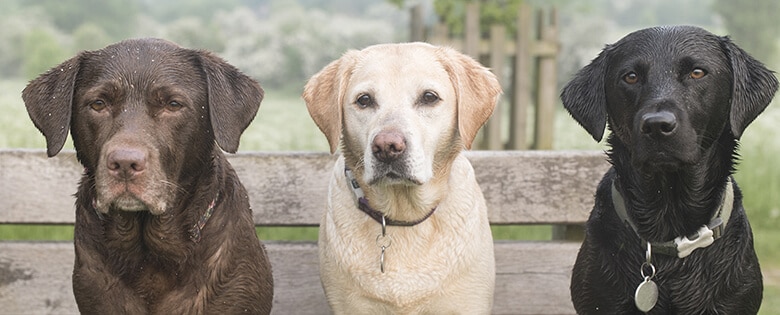 Revealed: The Top 10 Dog Breeds in the US