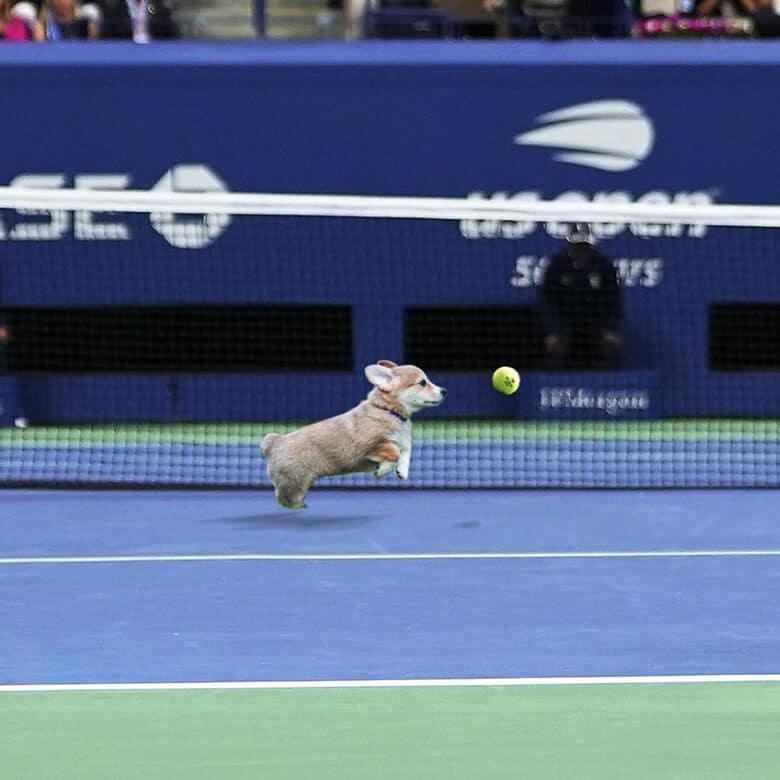 Dog Lovers Didn’t Think the U.S. Open’s Puppy Joke on April Fool’s Day Was Very Funny