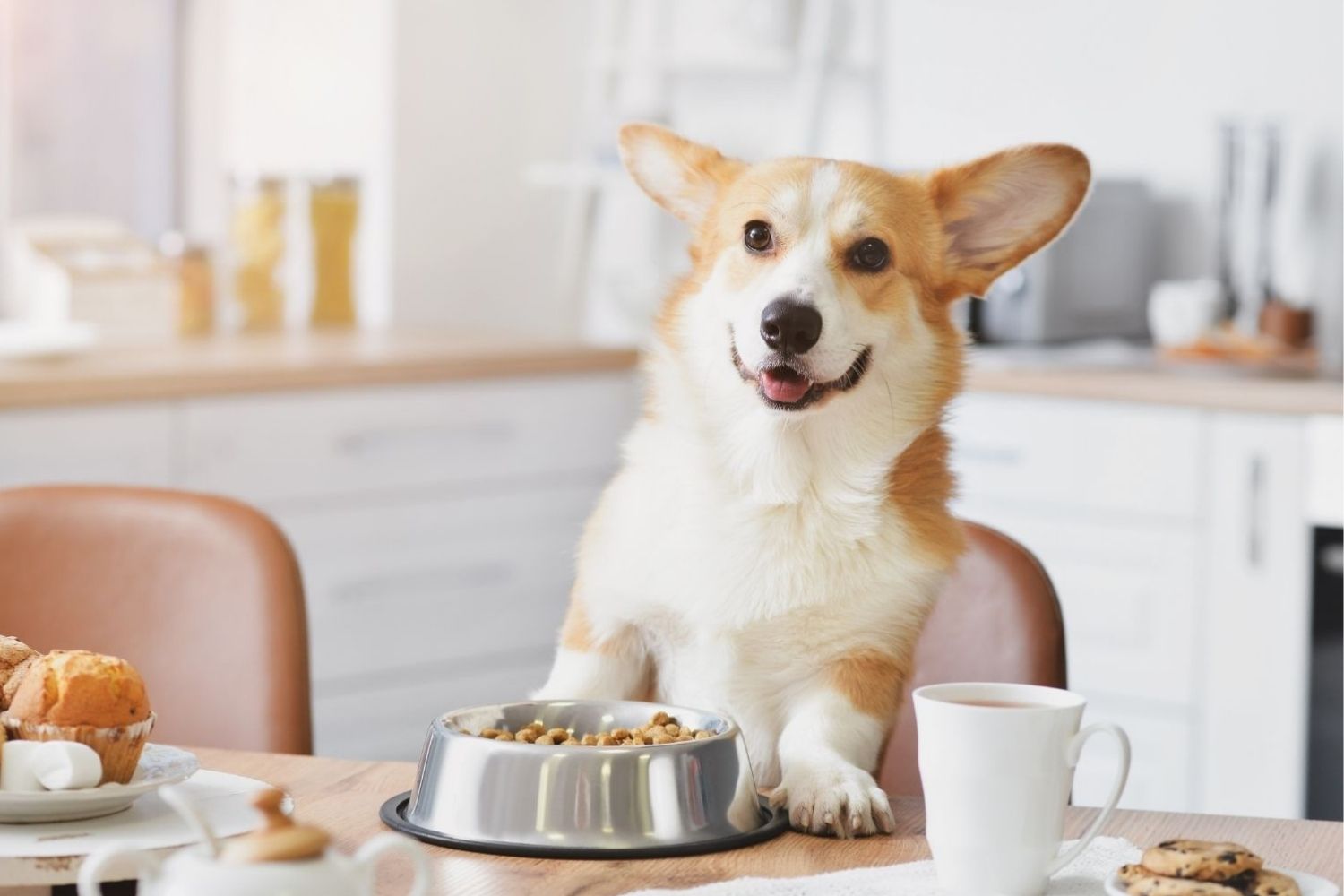 A corgi sitting at a table with a bowl of food designed to improve gut health.