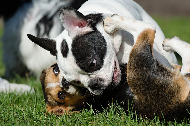 Two dogs playing in a dog park.