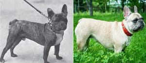 A black and white photo of two french bulldogs, showcasing their pedigree breeding.