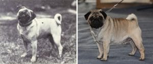 A photo of a pug and a photo of a pug, showcasing their pedigree breeding.