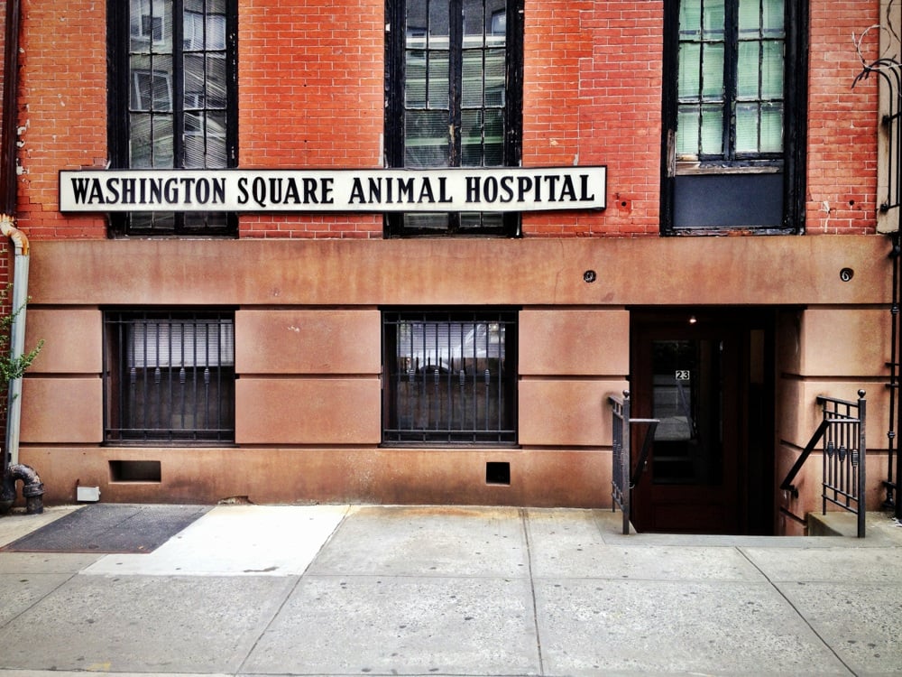 washingtonsquareanimalhospitalnewyorkYP This Dogs Life