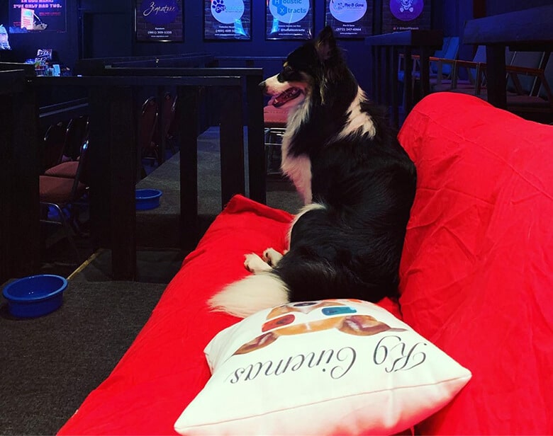 A dog lounging on a couch in a movie theater, surrounded by bottomless wine for owners to enjoy while watching the film.