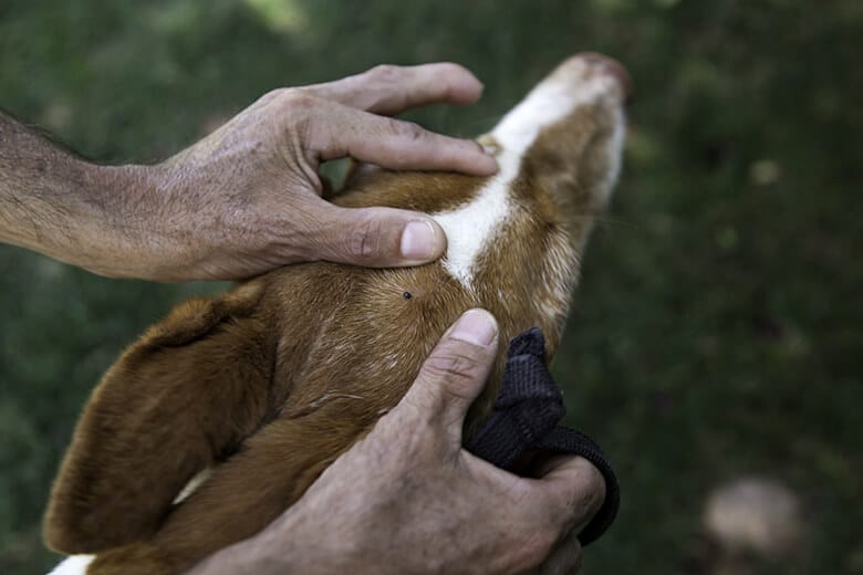 A man is safely petting a dog with his hands during tick season.