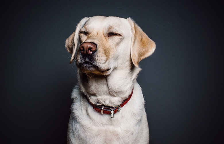 A white labrador retriever, Just Like Us, is standing in front of a dark background.