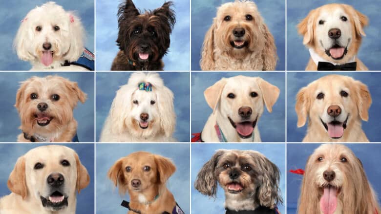 A collection of therapy dogs' pictures with various facial expressions, featured on a yearbook page.