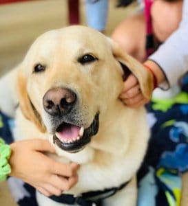 A therapy dog is petting a child's hand in a heartwarming yearbook page.