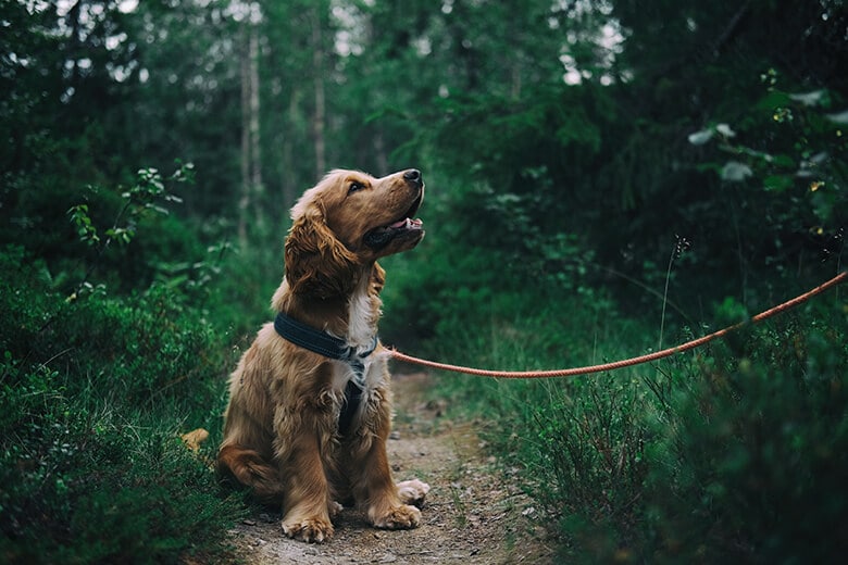 A brown dog sitting on a leash in the woods, enjoying the love of nature.