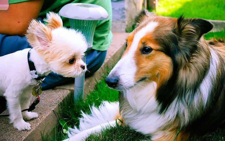 Two dogs, one white and one brown, standing next to each other at the dog park.