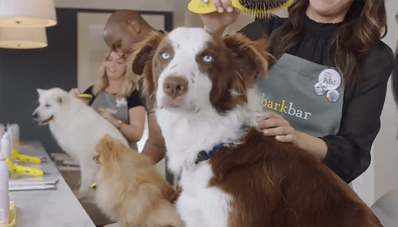 A woman, referred to as a "dog parent," is grooming a dog in a salon offering a free blowout service similar to Drybar.