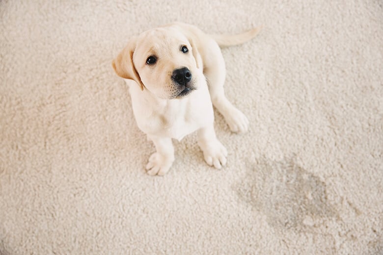 best cleaner for pet accidents