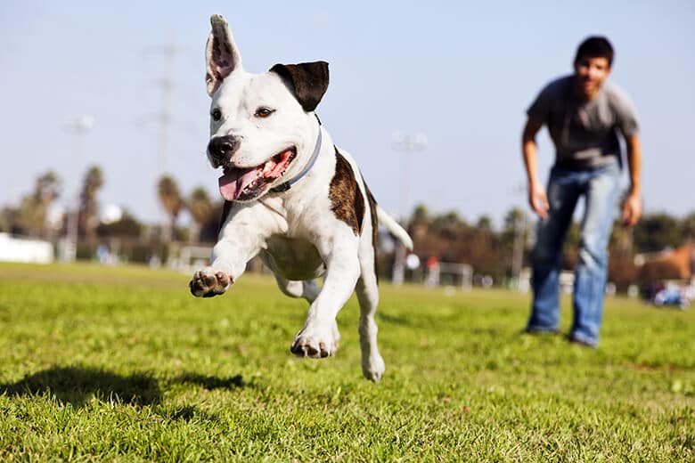 owner paying attention to dog at park