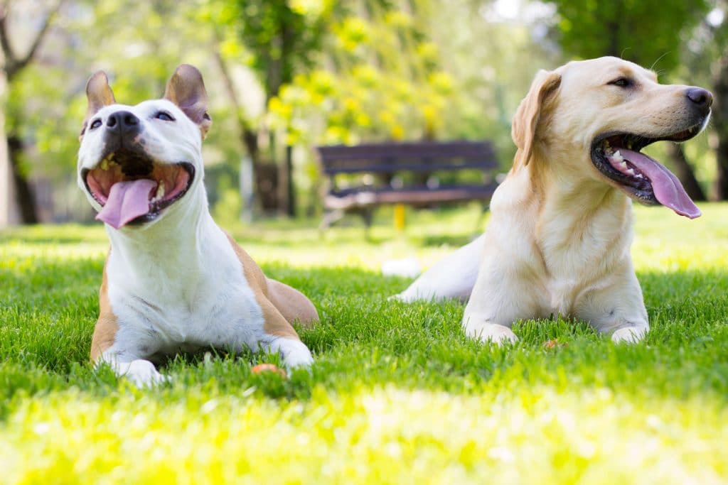 Two pup dogs having a successful doggy playdate on the grass in a park.