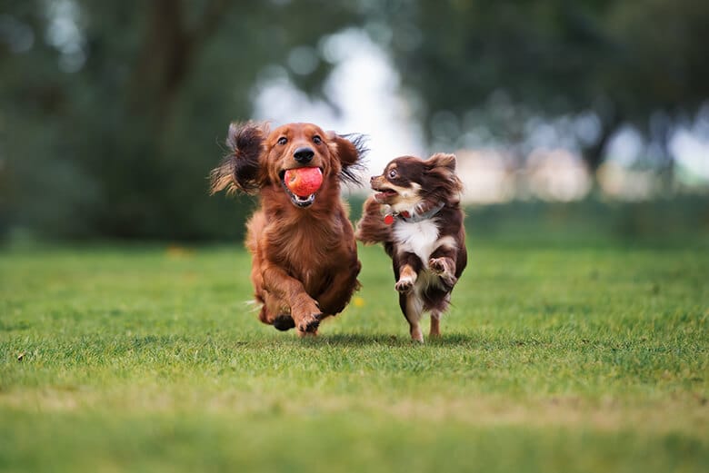 dogs playing with toys at the park