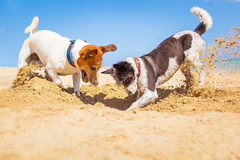 dogs playing at the beach