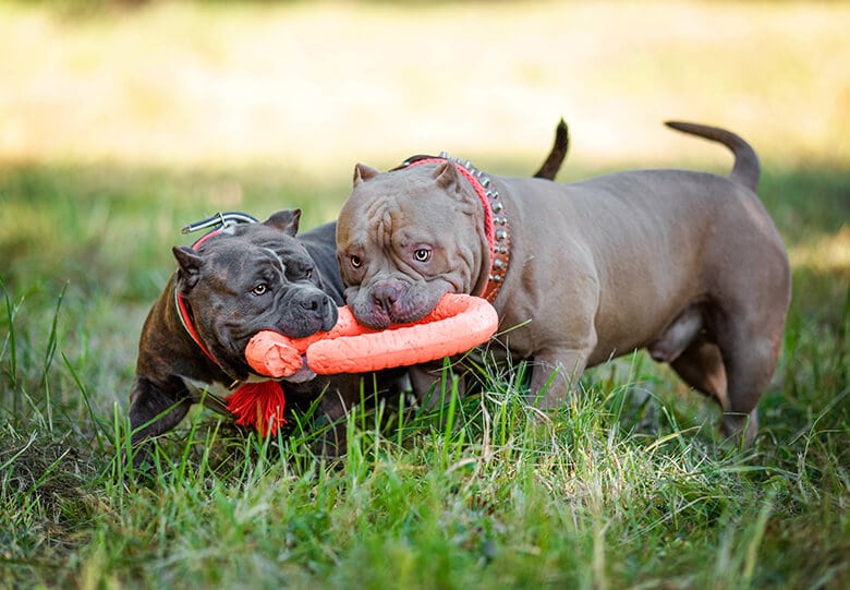 Too often people group together a number of breeds under the term pit bull. 