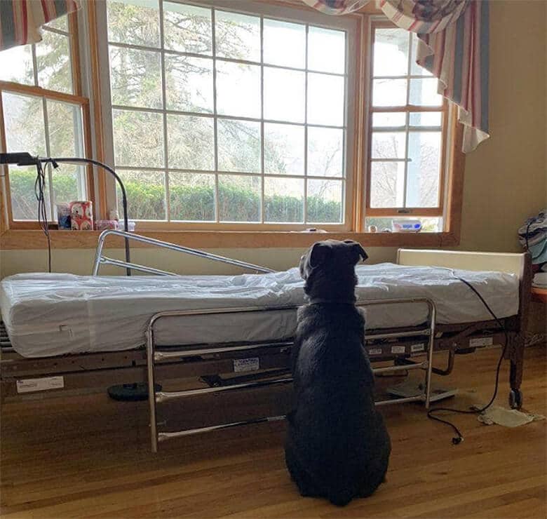 A black dog, mourning its deceased owner, looking out of a window in a hospital room.