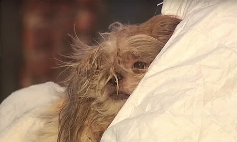 A rescued dog is covered in a blanket.