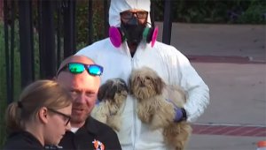 A man in a protective suit is rescuing dogs from a million-dollar house.