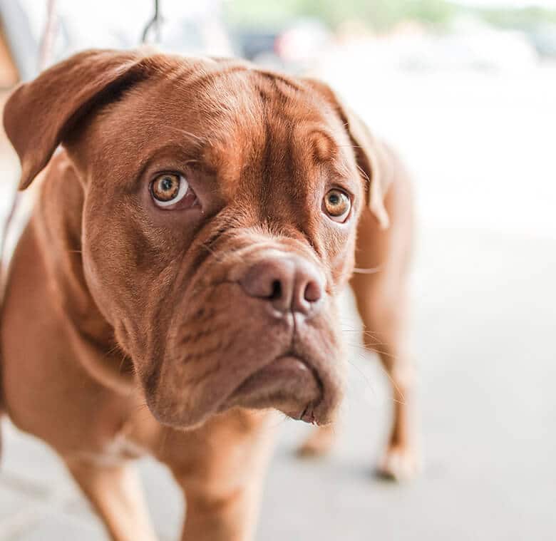 A stressed brown dog is standing on a leash.