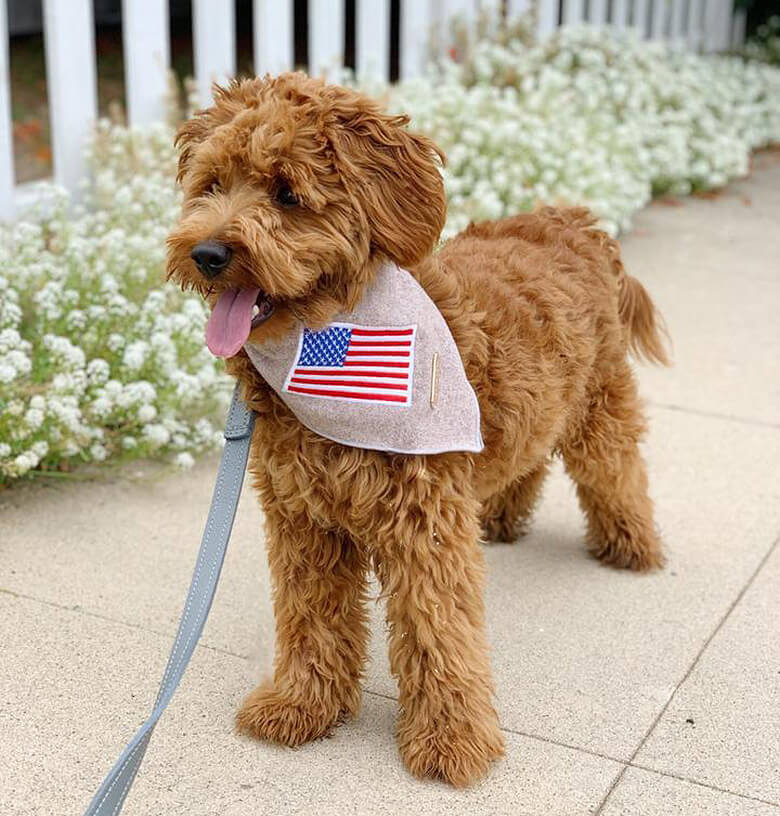 Patriotic Happy Fourth of July Dog Collar – muttsnbones