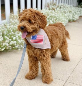 A patriotic dog wearing an American flag bandana on a leash, showcasing its Fourth of July gear.