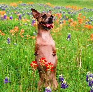 A chihuahua standing in a field of wildflowers, perfect for a casting call.