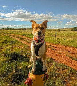 A dog sitting on top of a fire hydrant catches attention during a Netflix casting call for the second season.