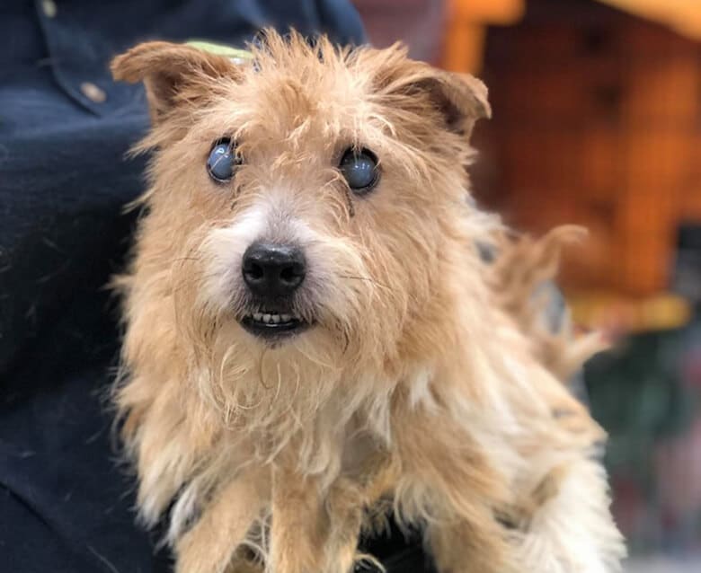 A rescued dog is being held in a person's arms.