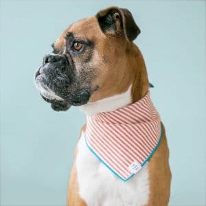 A patriotic dog wearing a striped bandana.