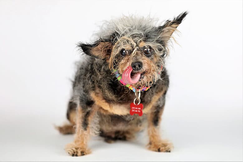 A dog with long hair and a red tag, known as Scamp the Tramp, is sitting on a white background.