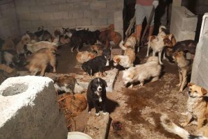 A group of dogs in a room with a man standing next to them, highlighting misconceptions about the Yulin Dog Meat Festival.