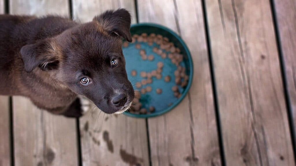 A brown puppy is standing next to a bowl of food.