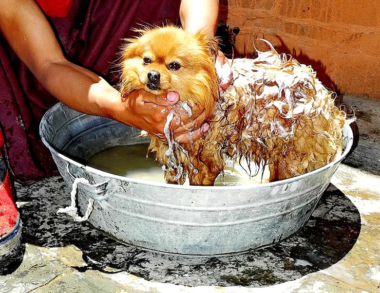 A small dog being washed in a tub as a skunk spray remedy.