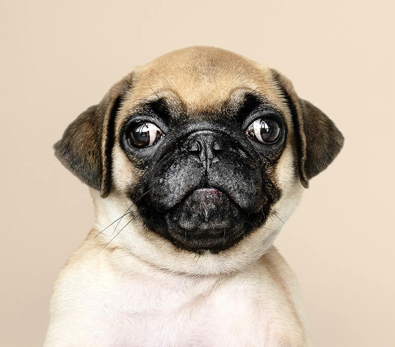 A pug dog with adorable puppy dog eyes is peacefully sitting on a beige background.